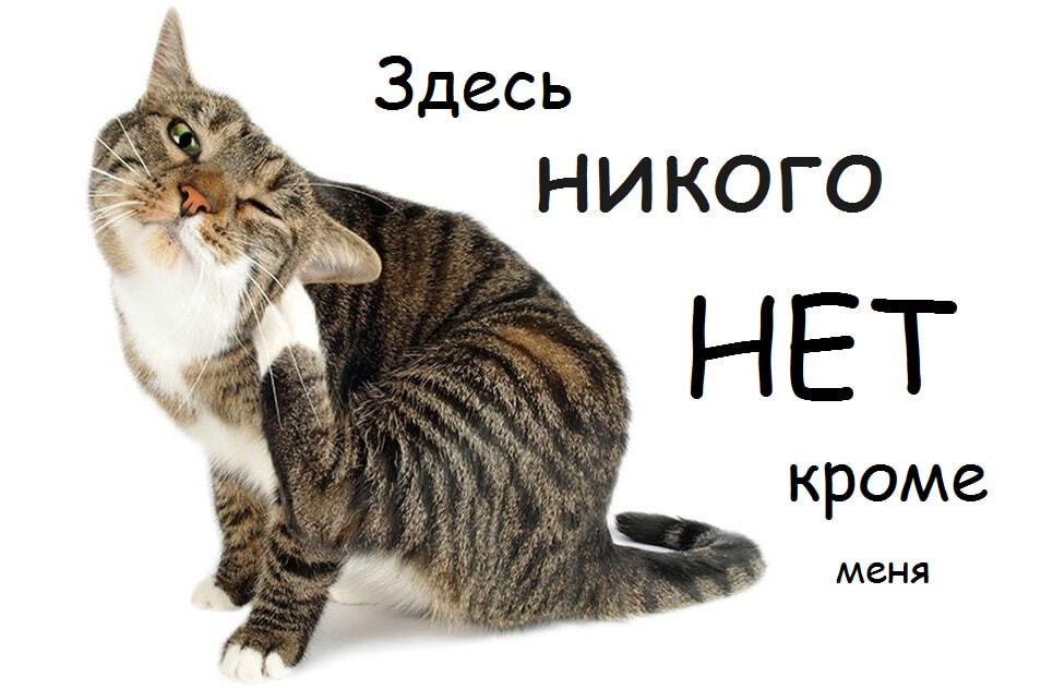404 cat 2